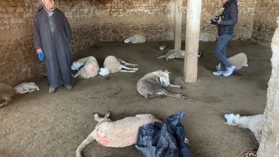 نفوق غامض لأكثر من 50 رأسًا من الأغنام في دوار أولاد سعيد يثير تساؤلات حول دور السلطات