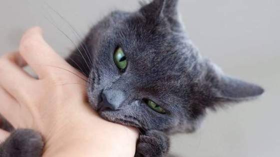 وفاة ستيني في الصويرة يُشتبه في إصابته بالسعار