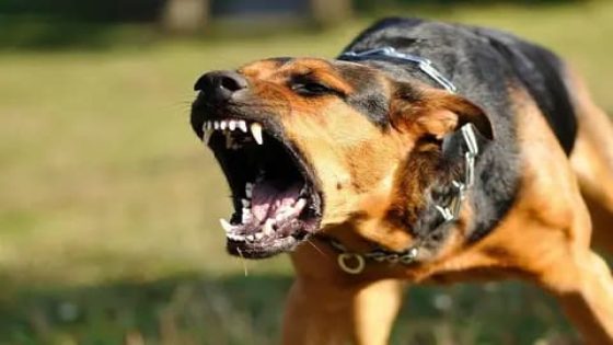 عضة كلب ضال تكلف جماعة ترابية 18 مليون سنتيم.