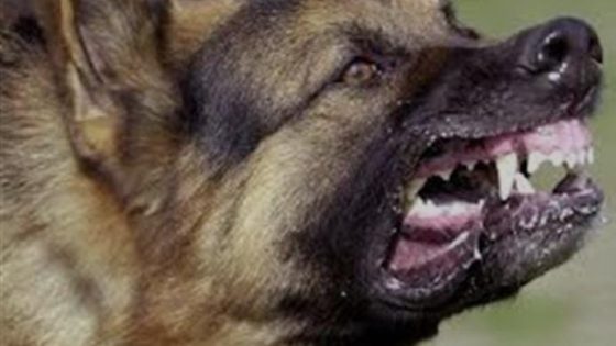 عضة كلب شرس ترسل فتاة في مقتبل العمر إلى قسم المستعجلات بالعرائش.