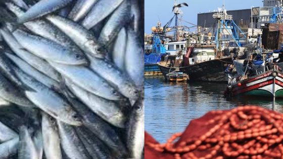 غلاء السردين في مدينة العرائش : أزمة تجاوزت “سمك الفقراء”