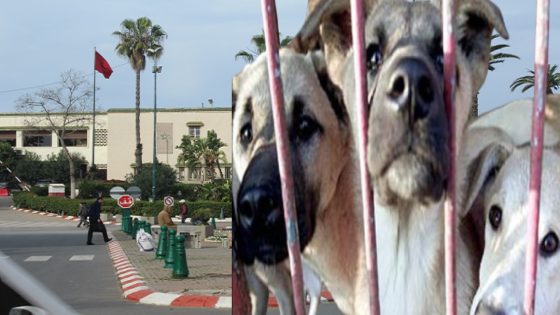 سلا تغرق في الكلاب الضالة… وAMPANA خارج التغطية