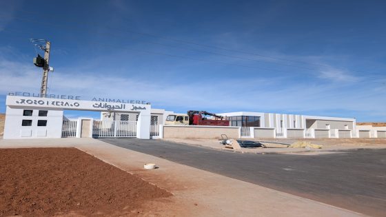 “بعد استفحال انتشارها”… وجدة أنجاد تستعد لافتتاح أول محجز للكلاب الضالة