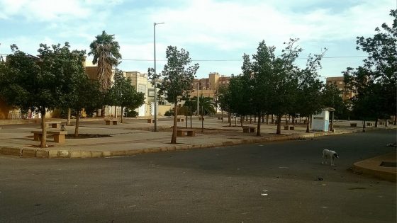 غار البارود بوجدة.. انتشار الكلاب الضالة يثير مخاوف السكان