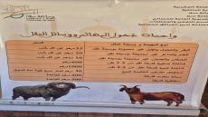 رسوم جديدة بسوق الماشية بسلا تثير جدلاً واسعاً